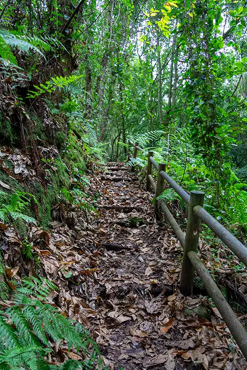 Cubo de la Galga – schattiger Lorbeerwald auf La Palma