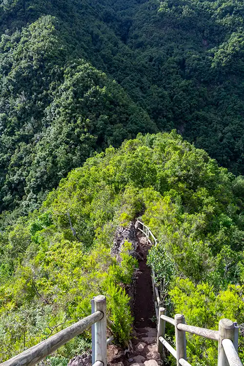 Los Tilos – Laurisilva-Wald Richtung Mirador Espigón Atravesado