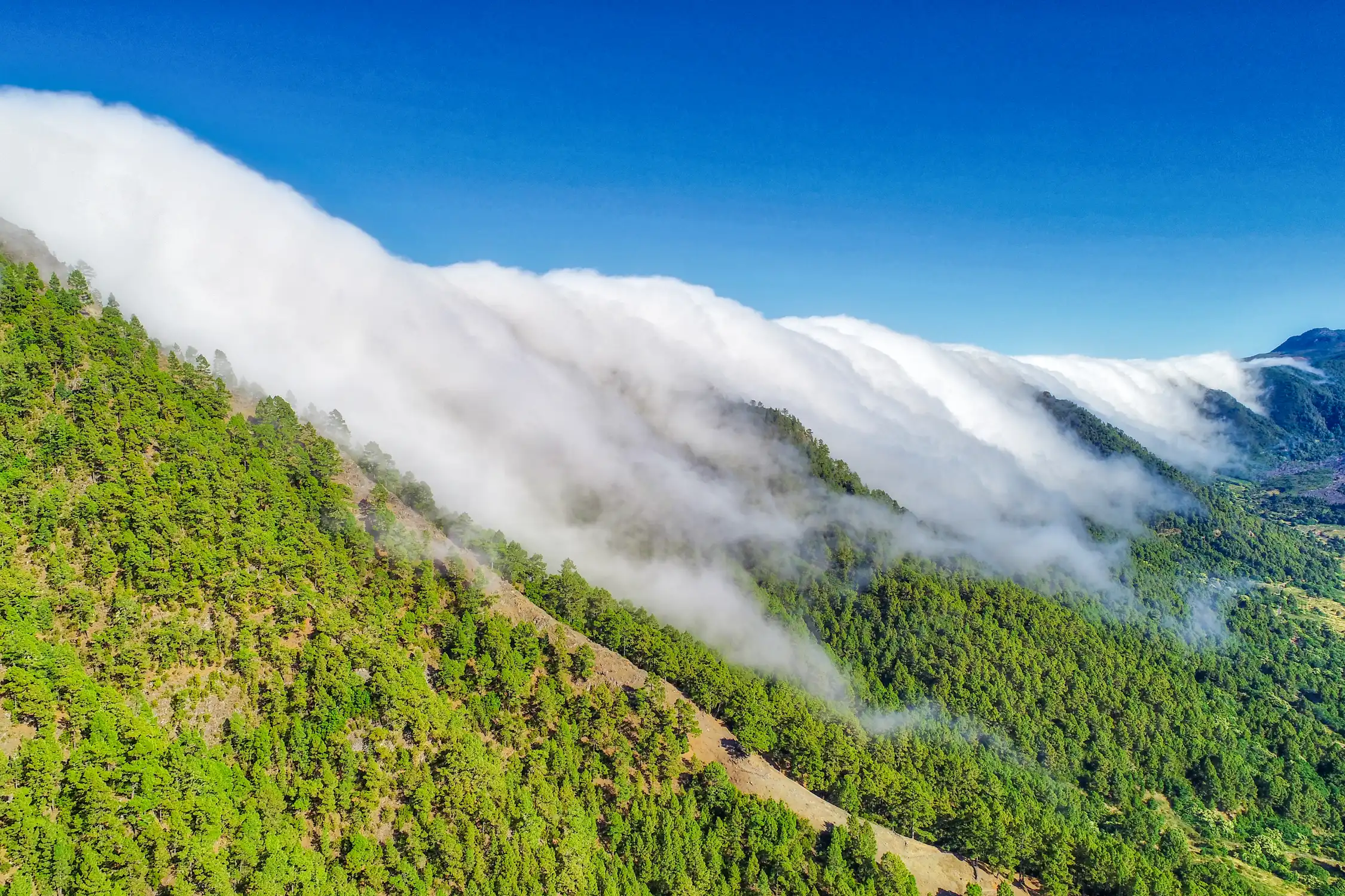 Senderista en La Palma en primavera entre vegetación verde y mar de nubes