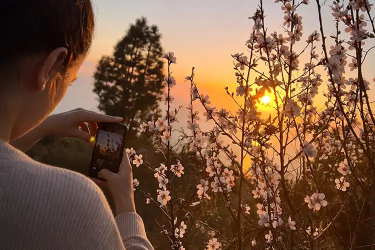Fiesta del Almendro en Flor en Puntagorda – Floración del almendro y tradición en La Palma