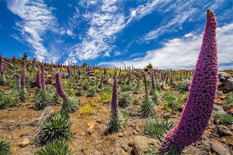 La Palma in mei 2026 – Transvulcania, Fiestas de Mayo, weer & reistips