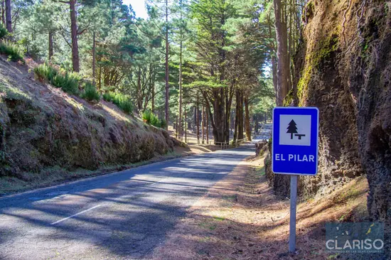 Der Kiefernwald als Herz der Grünen Insel