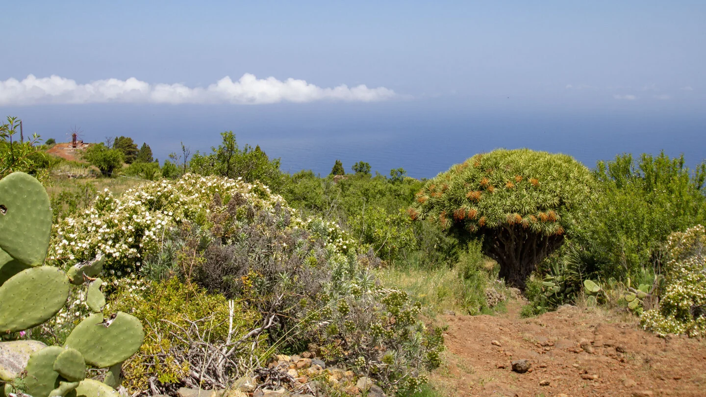 Rundwanderung zu den Cuevas de Buracas bei Las Tricias, Garafía, La Palma