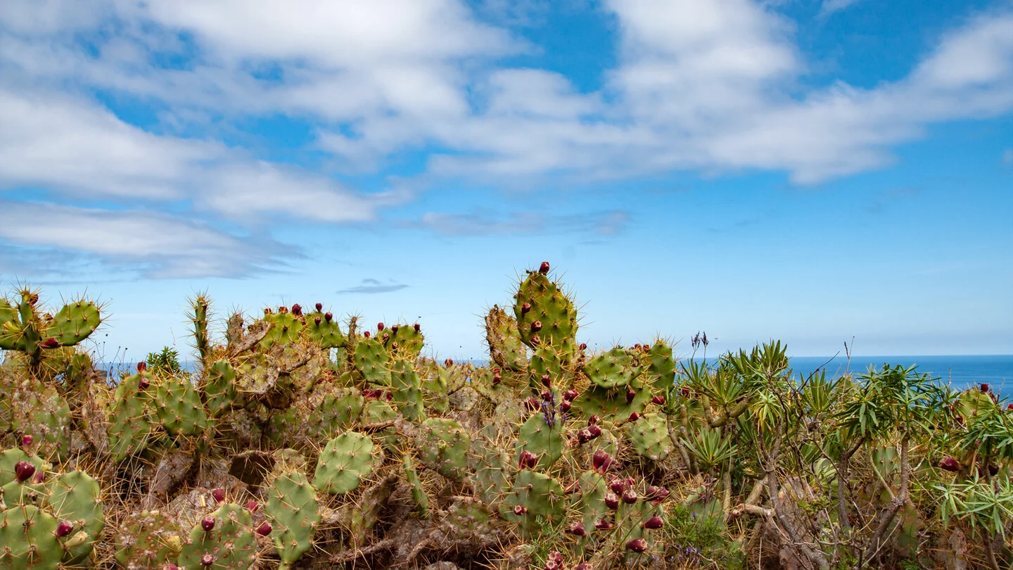 GR-130 from Santa Cruz de La Palma to Puntallana – 4