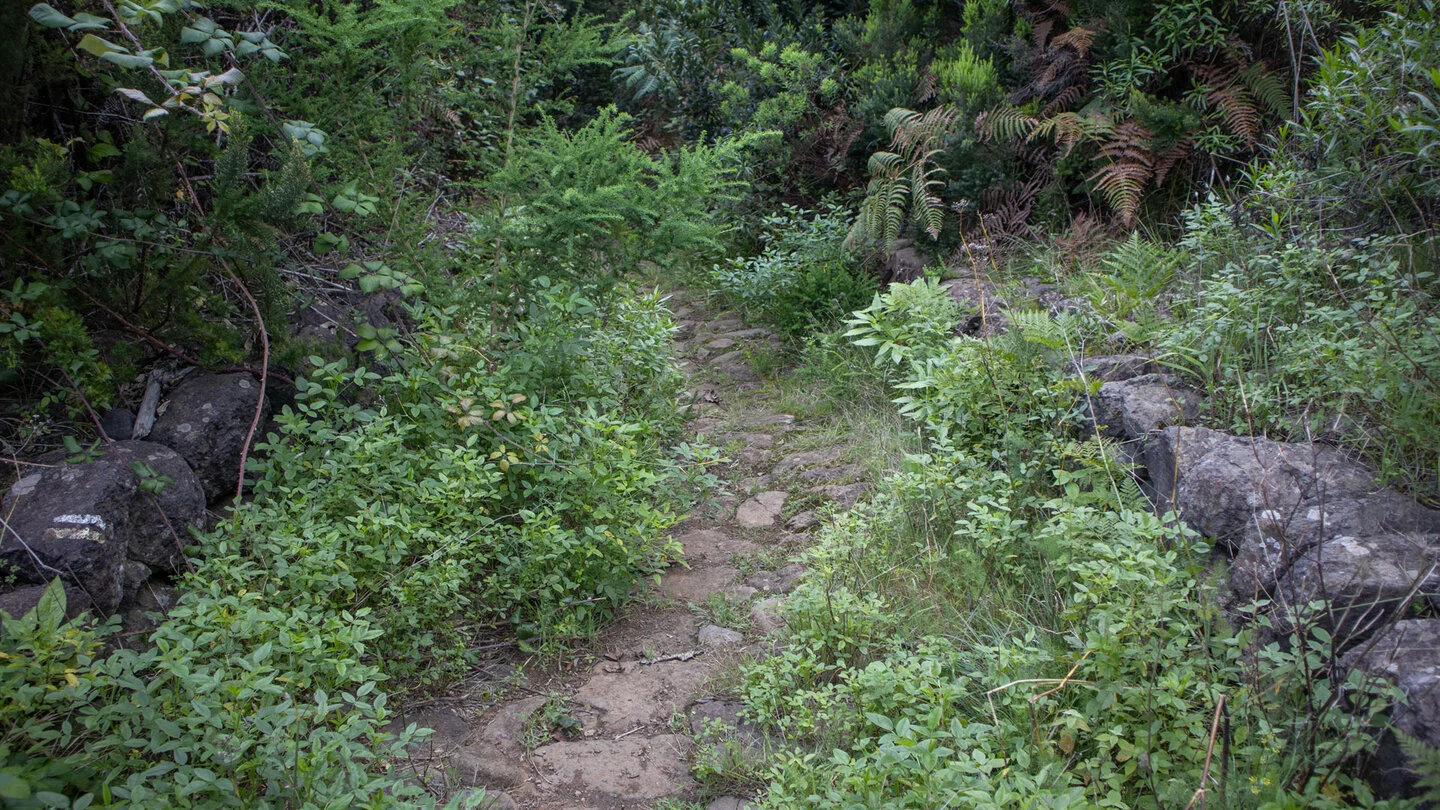 PR LP 7 van Pico de la Cruz naar Los Sauces – 5