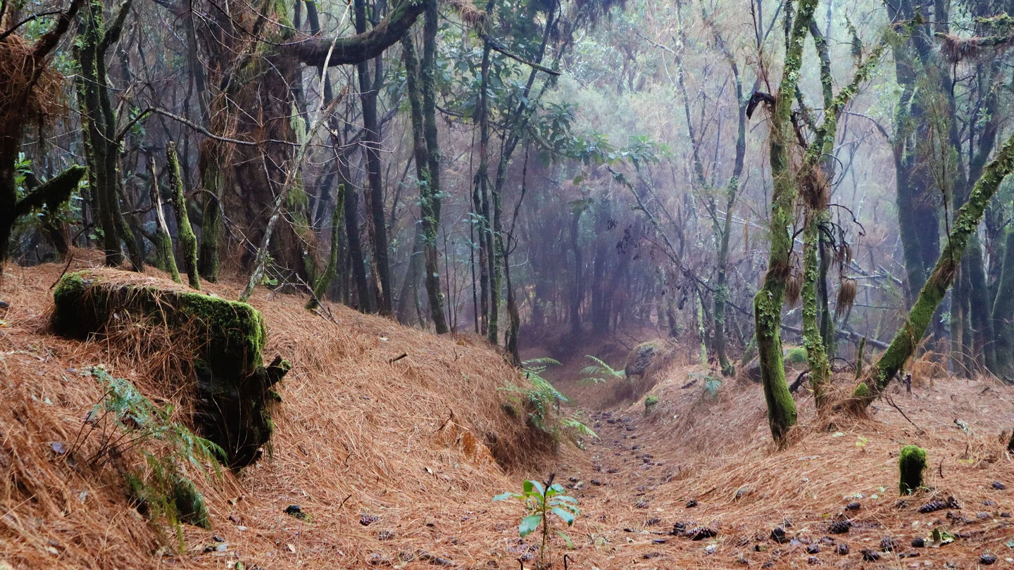 PR LP 8 vom Pico de la Cruz nach Barlovento, Barlovento, La Palma
