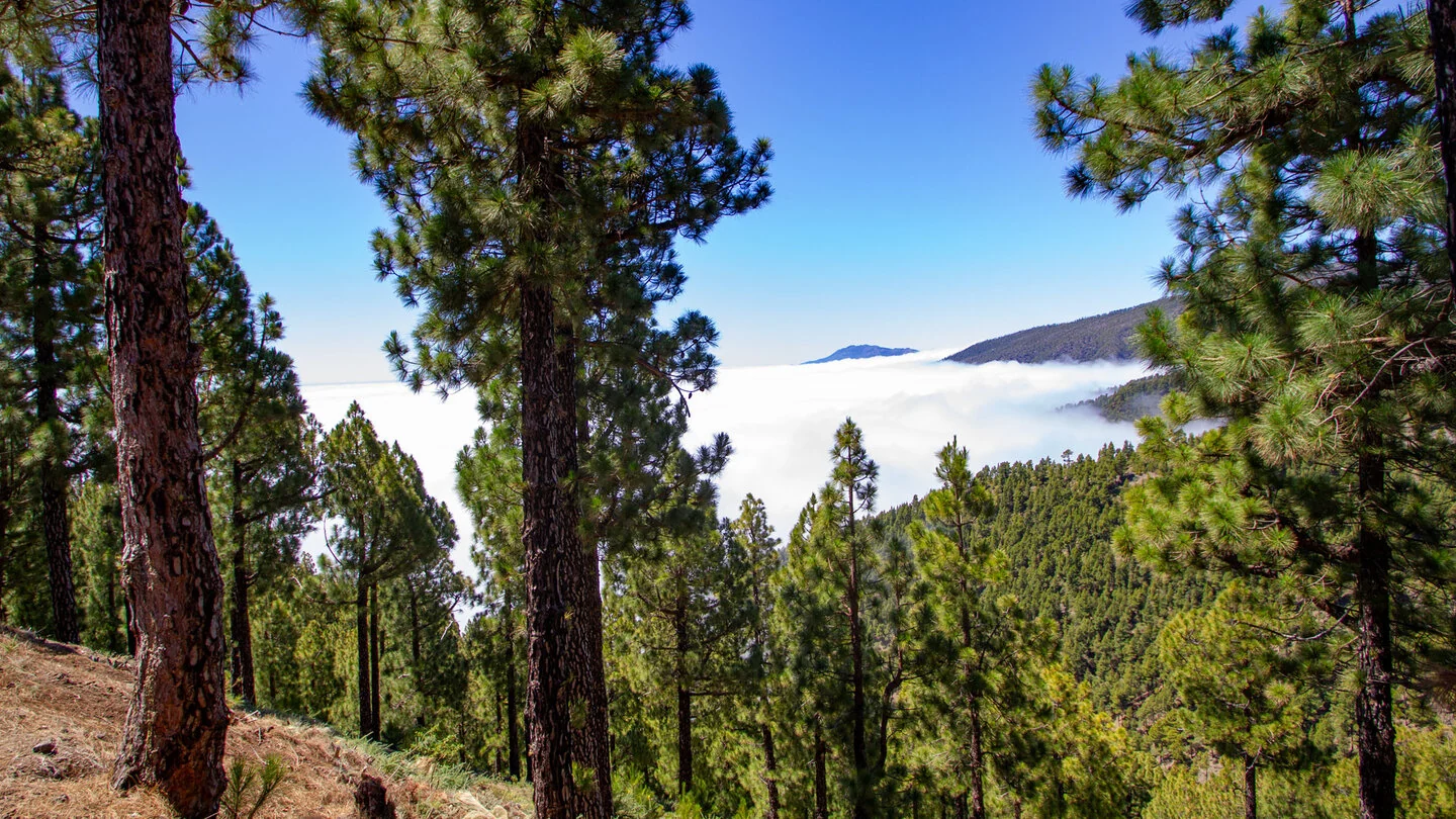 PR LP 3: Vom Pico de la Nieve nach Santa Cruz de La Palma – 3