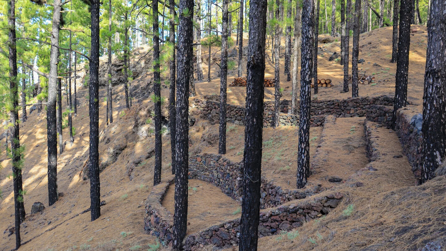 SL FU 110: Über die Montaña de Los Faros, Fuencaliente, La Palma