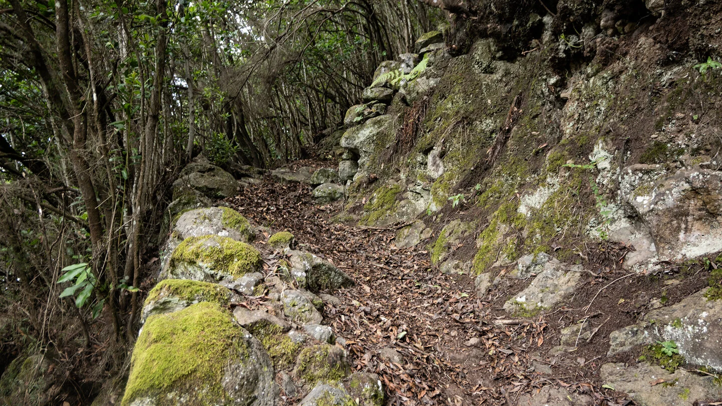 PR LP 9.1: Rondwandeling vanuit Roque del Faro – 5