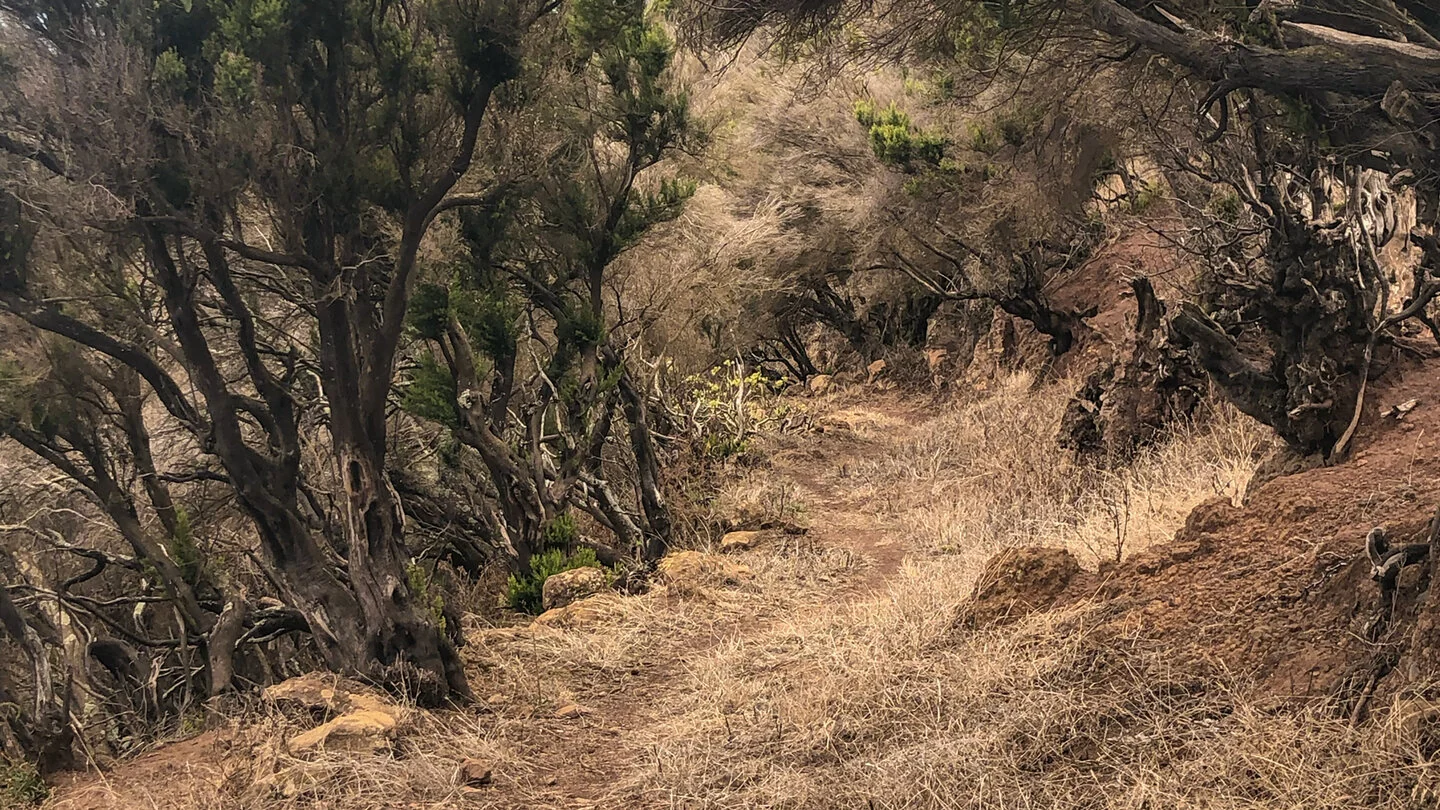 La Zarza – El Tablado – Santo Domingo de Garafía – 2