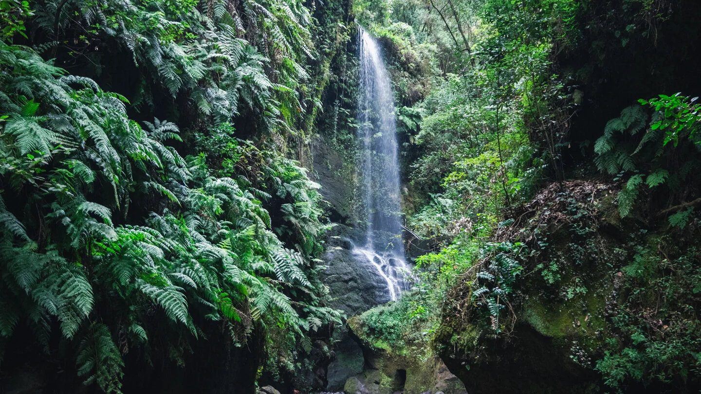 Zur Cascada de Los Tilos im Barranco del Agua, San Andrés y Sauces, La Palma