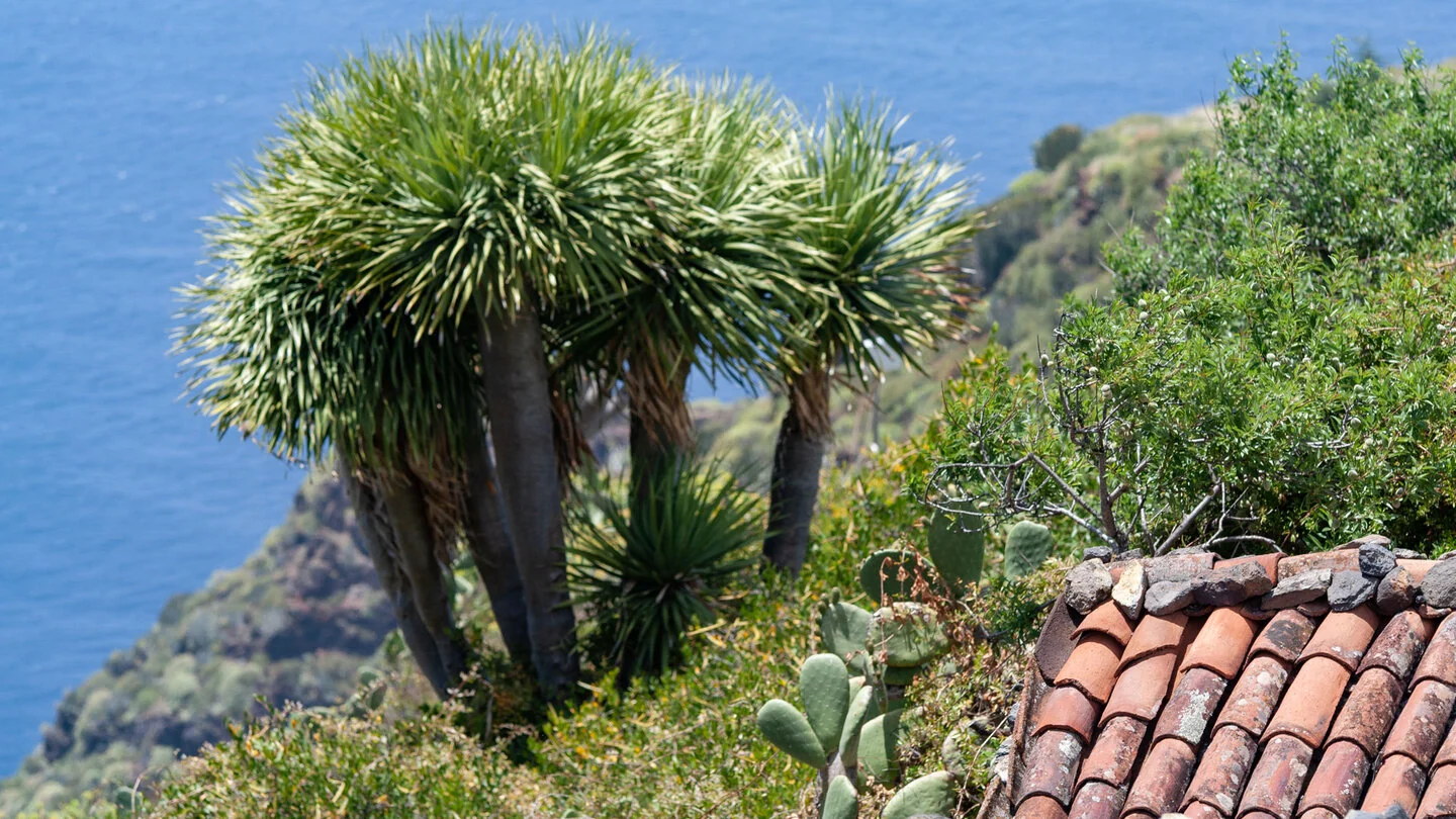 GR 130: Camino Real rond La Palma – 2