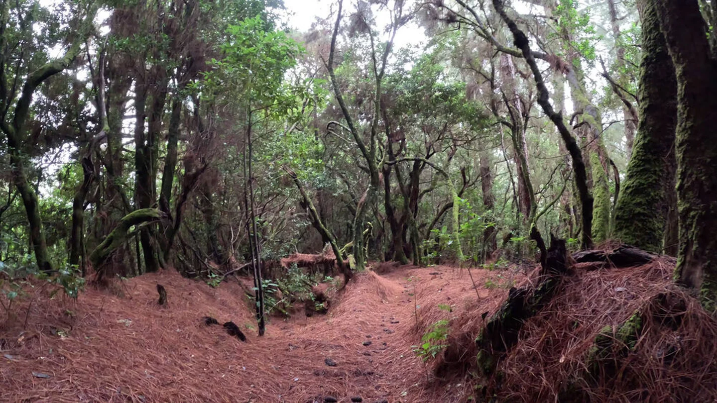 PR LP 8: Barlovento to Pico de la Cruz – 5